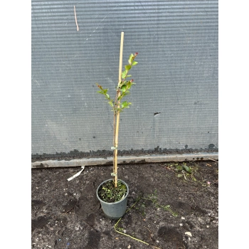 LAGERSTROEMIA na pniu Różowa bez południa - sadzonki 70 / 90 cm